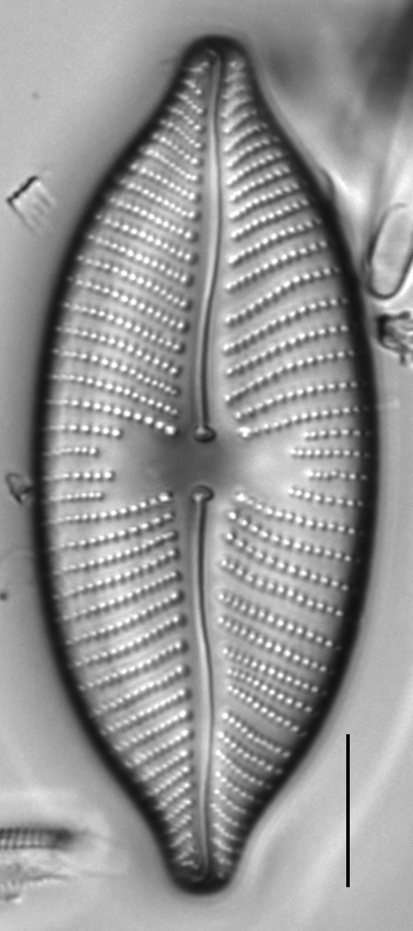 Placoneis amphibola LM3