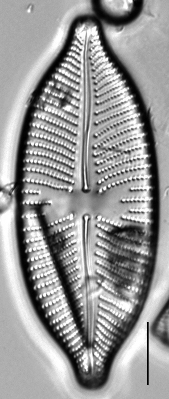 Placoneis amphibola LM4