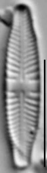 Stauroneis thermicola LM4