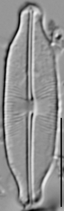 Sellaphora stauroneioides LM1