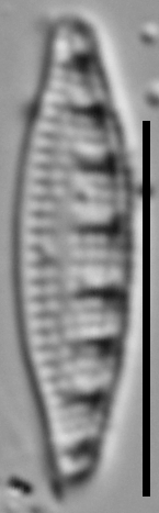 Grunowia solgensis LM6