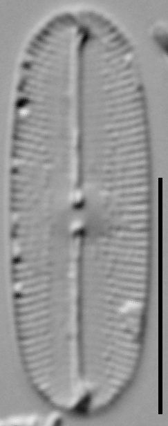 Fallacia subhamulata LM3