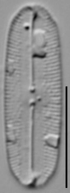 Fallacia subhamulata LM4