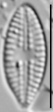 Eolimna metafarta LM3