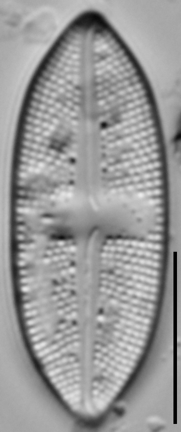 Luticola minor LM3