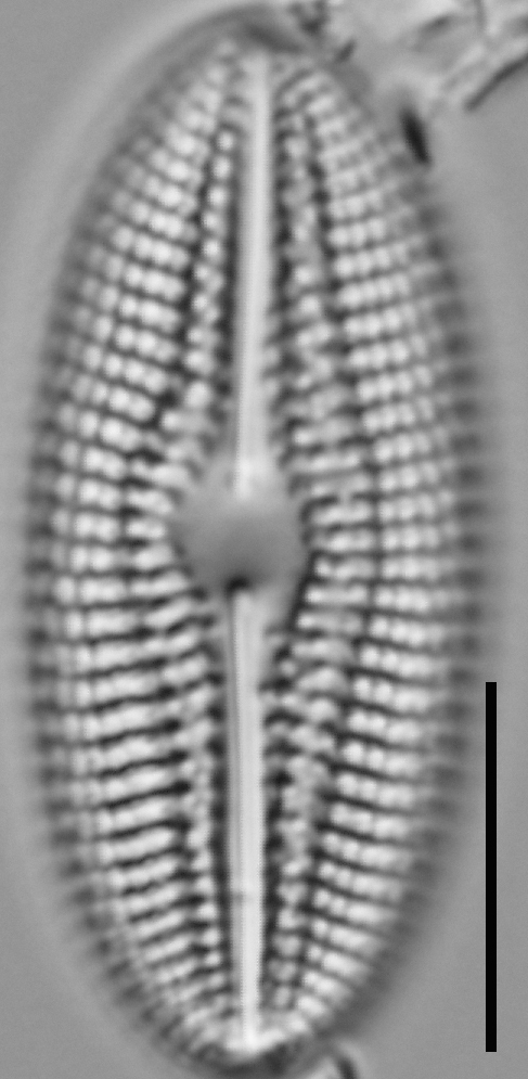 Diploneis abscondita LM2