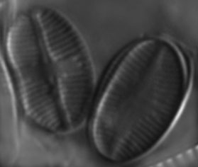 Psammothidium subatomoides LM8