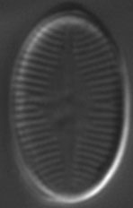 Psammothidium subatomoides LM10