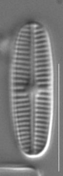 Rossithidium pusillum LM4