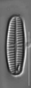 Rossithidium pusillum LM12