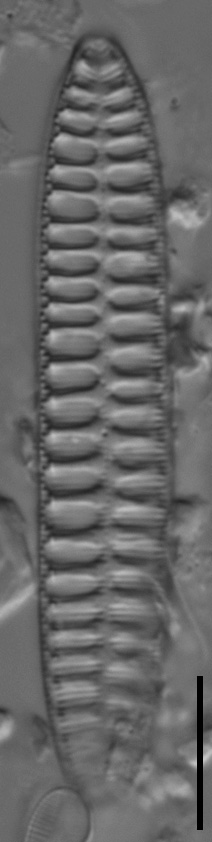 Surirella arctica LM2