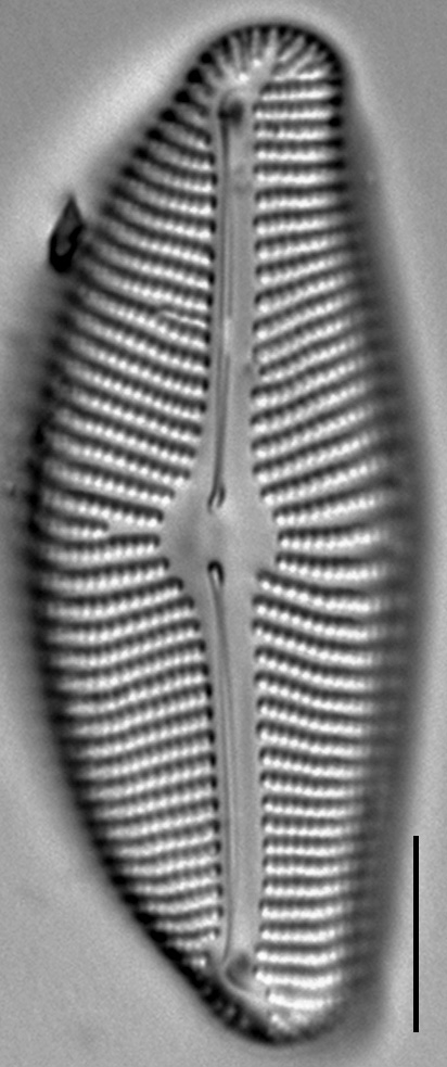 Encyonema leibleinii LM2