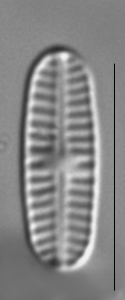 Rossithidium nodosum LM6