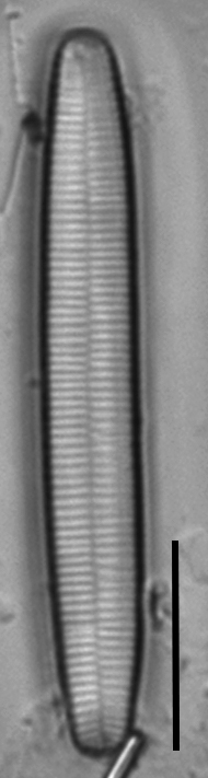 Fragilariforma nitzschioides LM6