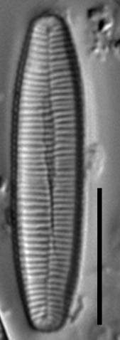 Fragilariforma nitzschioides LM1