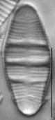 Odontidium mesodon LM2