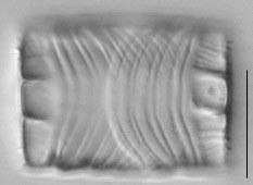 Odontidium mesodon LM4