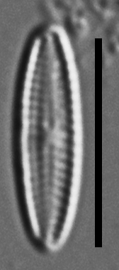 Mayamaea cahabaensis LM2