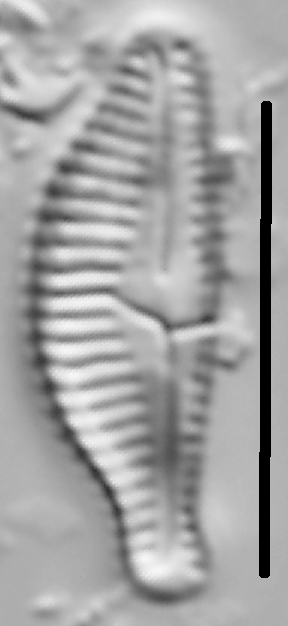 Halamphora thumensis LM2