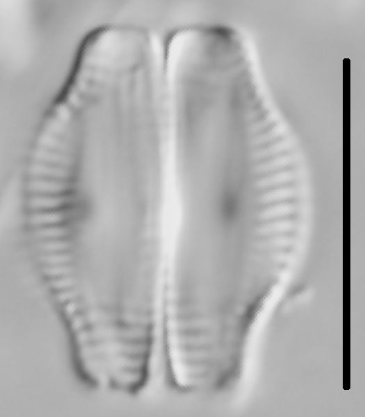 Halamphora thumensis LM4