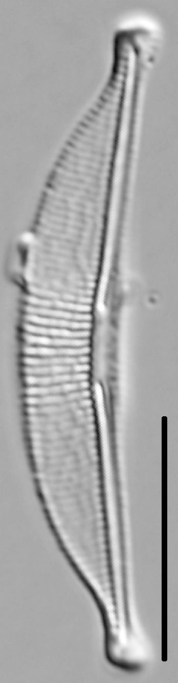 Halamphora oligotraphenta LM5