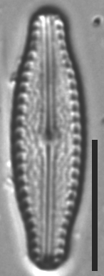 Pulchellophycus schwabei LM3