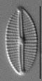 Craticula subminuscula LM1