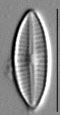 Craticula subminuscula LM5