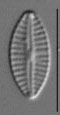 Craticula subminuscula LM6