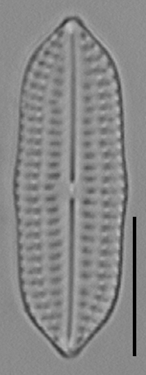 Biremis undulata LM3