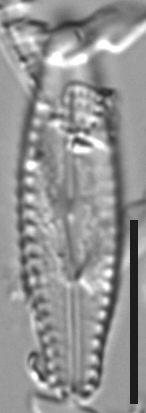 Pulchellophycus schwabei LM4