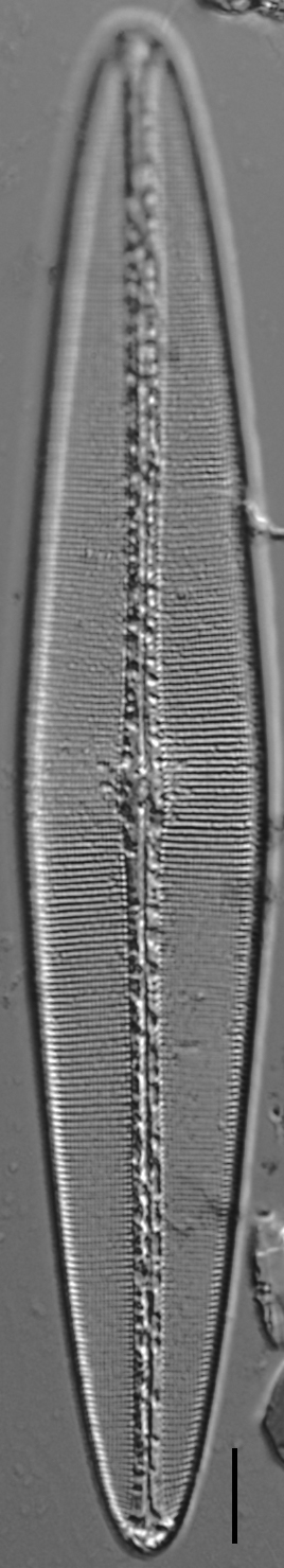 Craticula coloradensis LM5