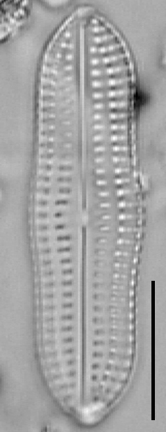 Biremis undulata LM5