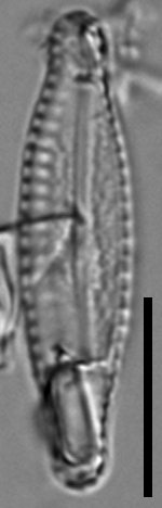 Pulchellophycus schwabei LM6