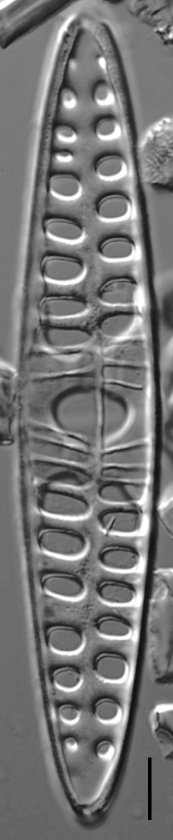 Craticula coloradensis LM7