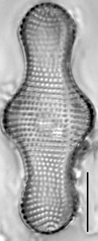 Achnanthes inflata LM4