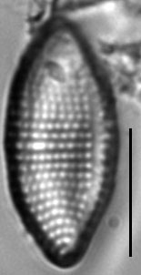 Achnanthes felinophila LM4