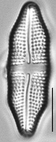 Achnanthes felinophila LM1