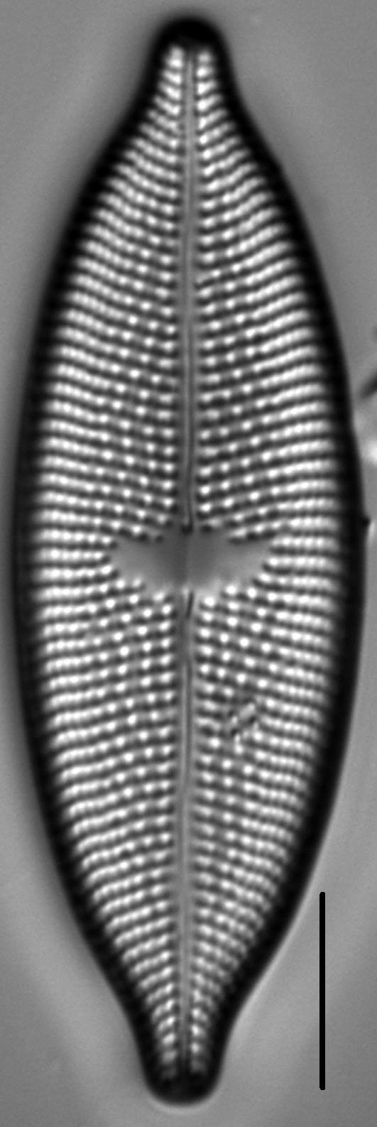 Aneumastus rostratus LM3