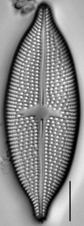 Aneumastus rostratus LM4