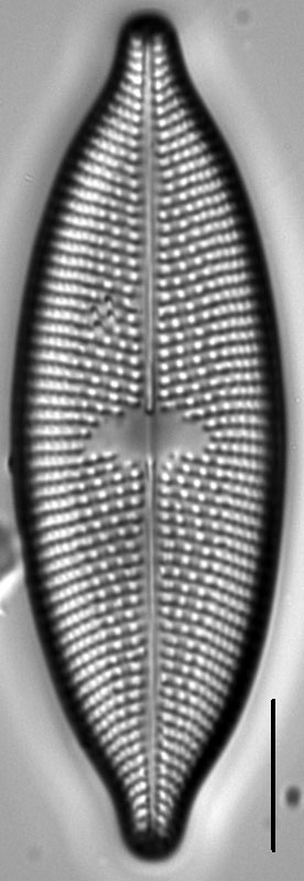 Aneumastus rostratus LM5