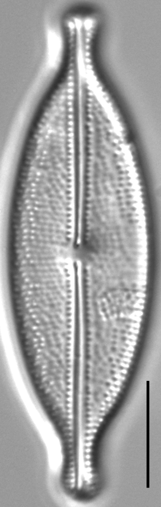 Anomoeoneis capitata LM1