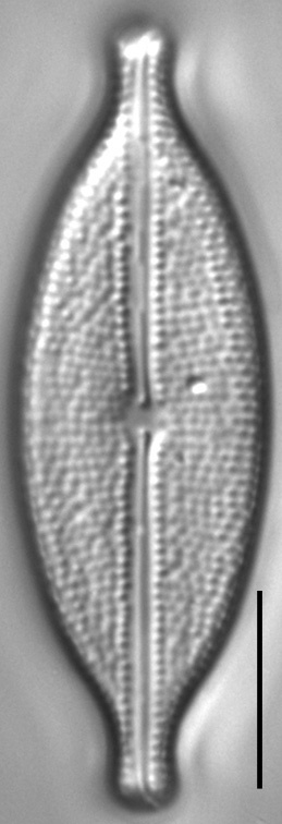 Anomoeoneis capitata LM5