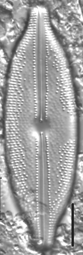 Anomoeoneis  sphaerophora LM4