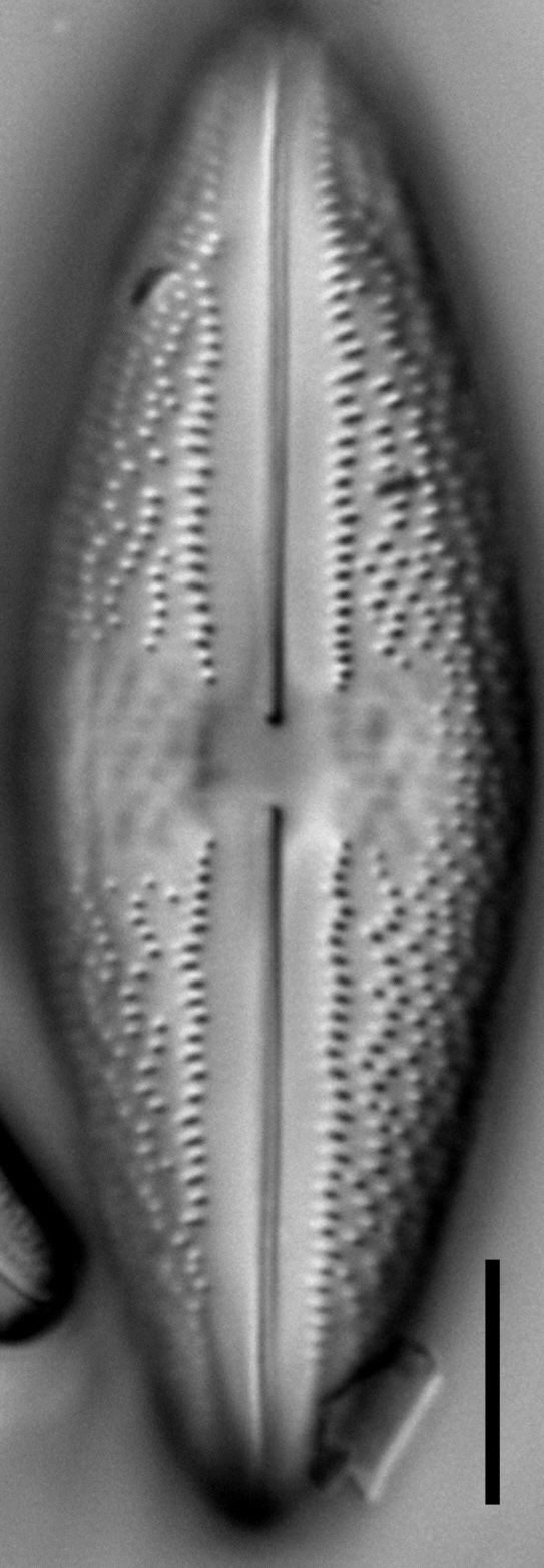 Anomoeoneis Costata LM6