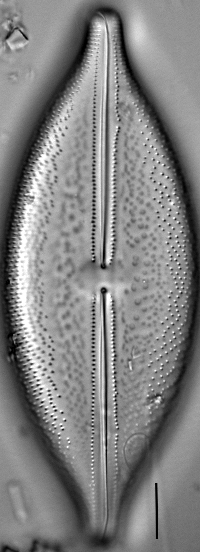 Anomoeoneis Sculpta LM3