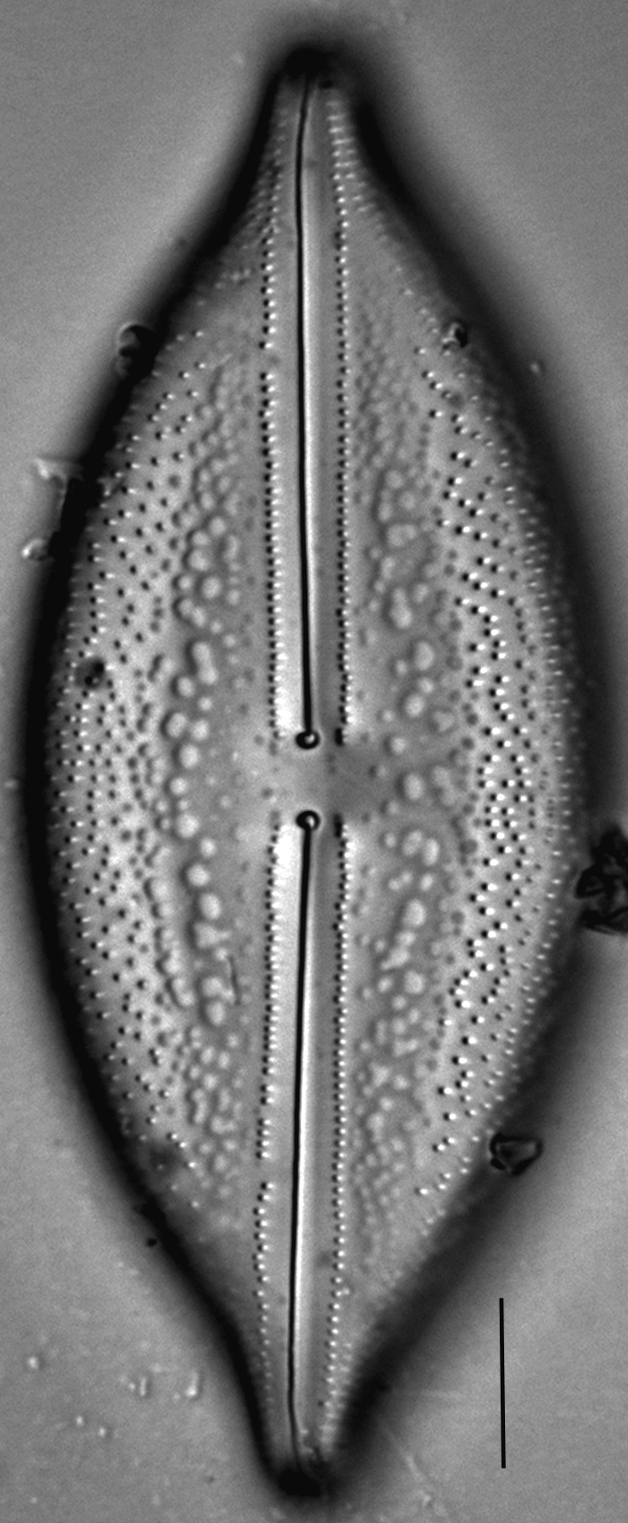 Anomoeoneis Sculpta LM4