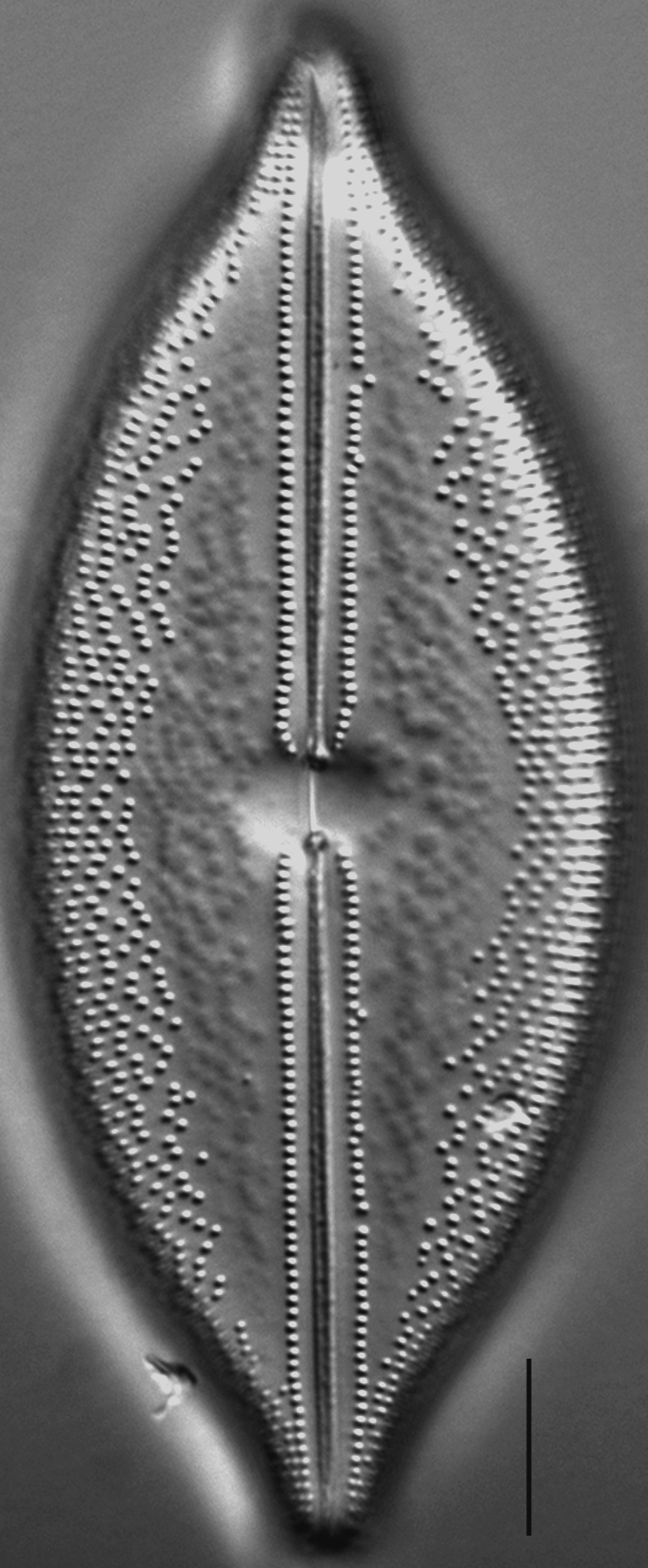 Anomoeoneis Sculpta LM6