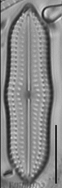 Biremis undulata LM1