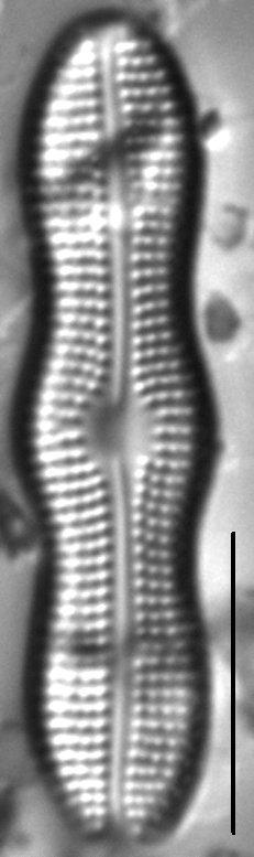 Boreozonacola hustedtii LM3